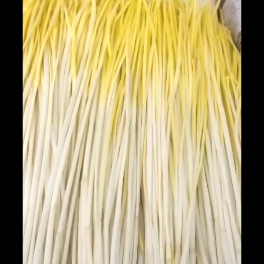 遵化市蒜黄 50 - 60cm
