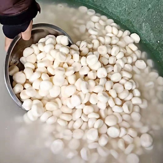 平乐县珍珠马蹄 中号
