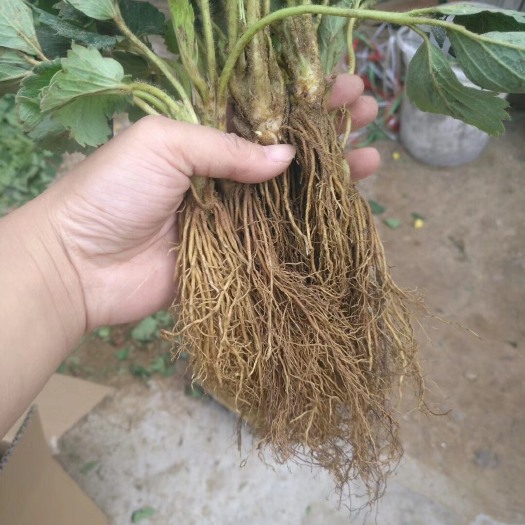 泰安红颜草莓苗  大棚草莓苗，脱毒苗，产量高