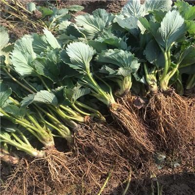 济南甜宝章姬草莓苗  雪里香草莓苗，基地繁育，全程免费技术指导。