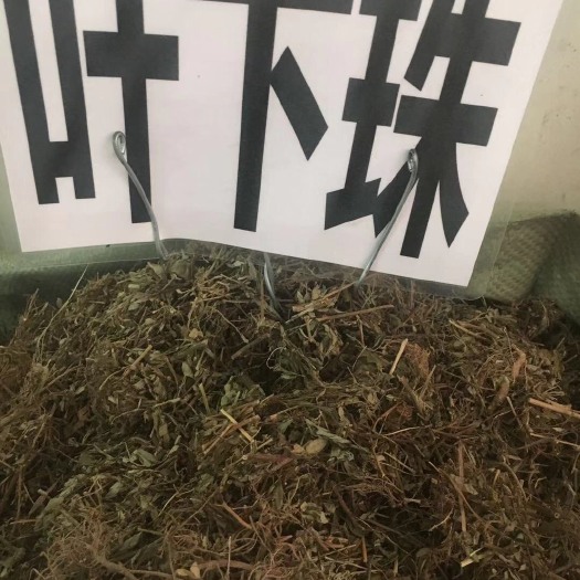 玉林叶下珠 干
