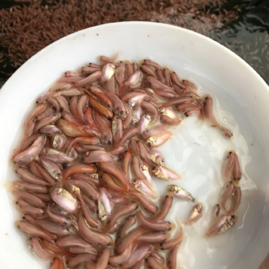 鹤山市彩虹鲷