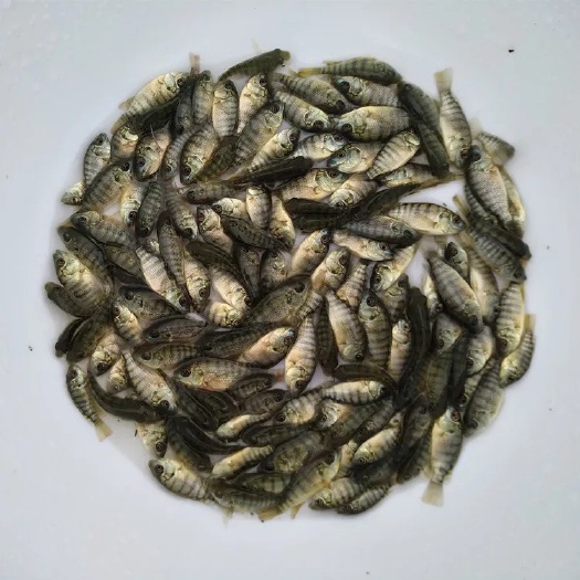 罗非鱼苗 统货