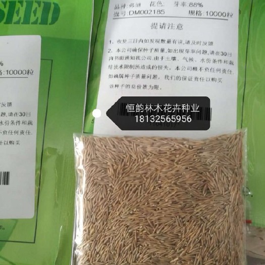 安国市蓝羊茅