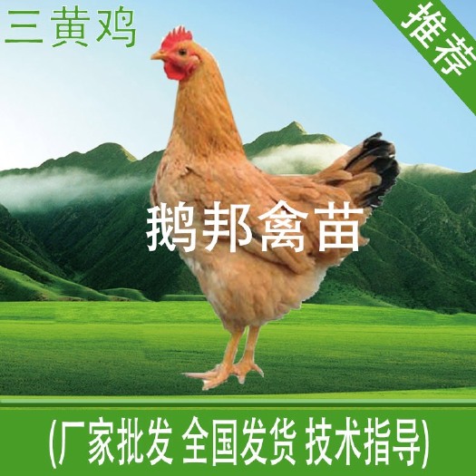 南宁三黄鸡苗 优质种苗，活动价