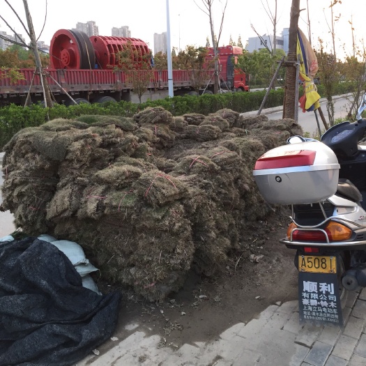 芜湖马尼拉草皮
