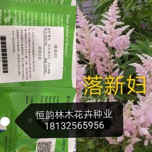 安国市落新妇