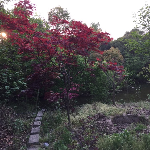 芜湖中国红枫