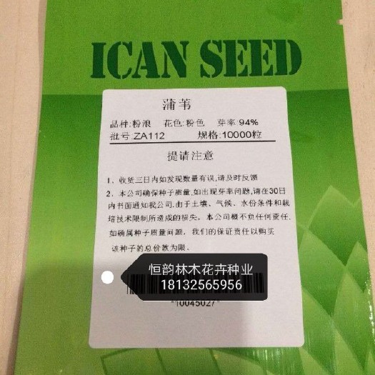 香蒲种子