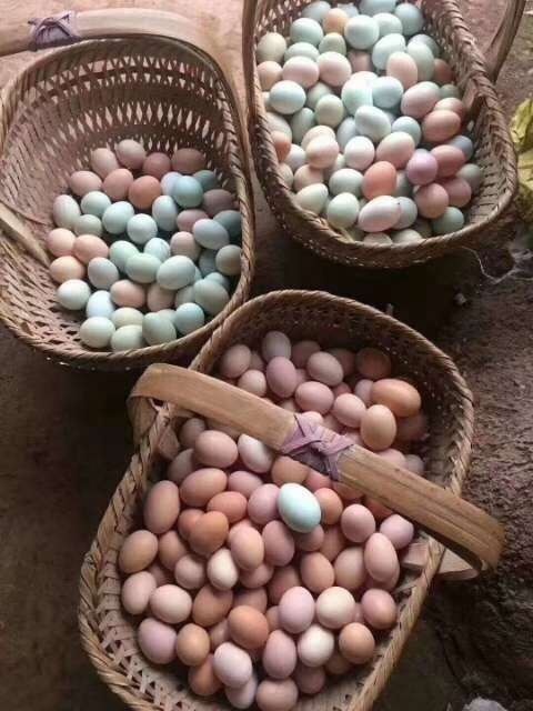 上海 纯粮土鸡蛋品质过硬