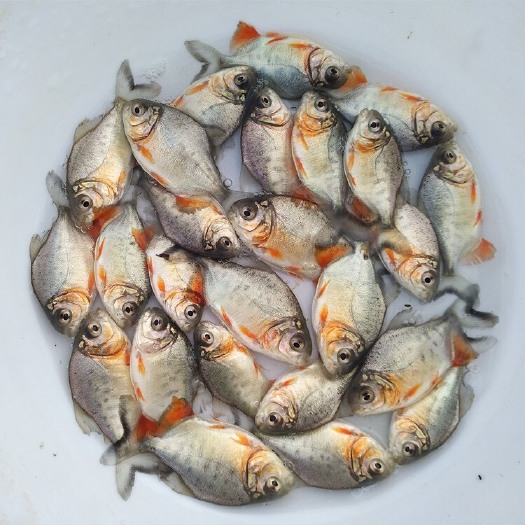  红鲳鱼苗