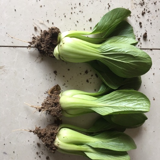 曹县夏妃青梗菜 1~2两