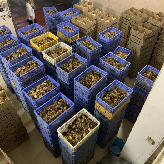 广州K9麻黄鸡苗 统货