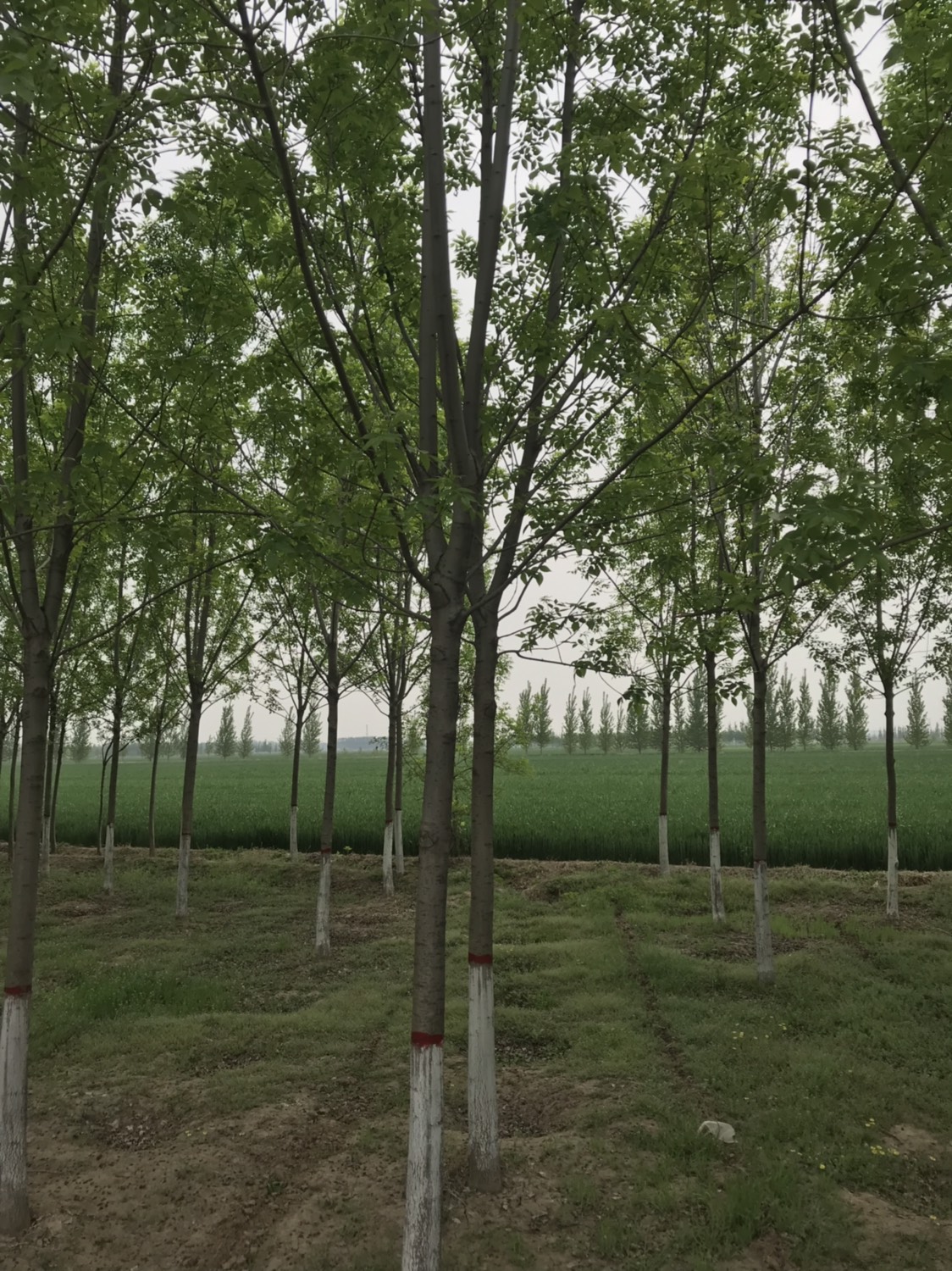 速生白蜡 3.5~5米