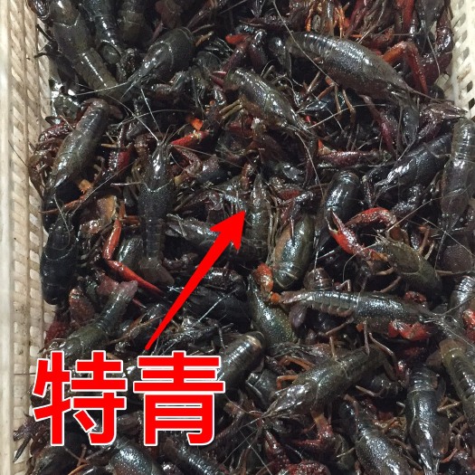 洪湖市青壳小龙虾 硬规格，小青8。中青18 特青25