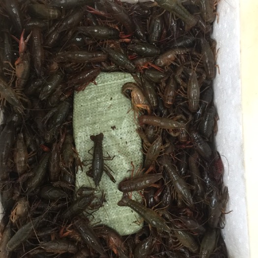 洪湖市红壳小龙虾 4-6钱 人工养殖
