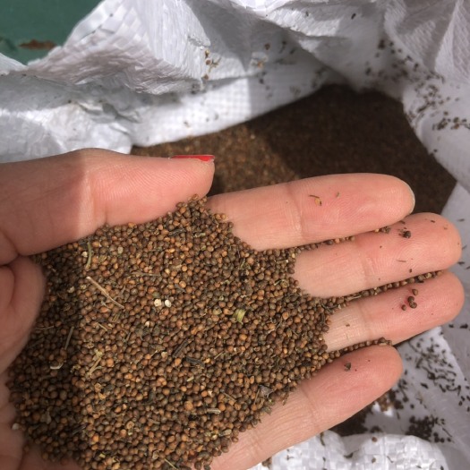 紫苏子  双面紫苏种子纯新办法提供种植技术可回收