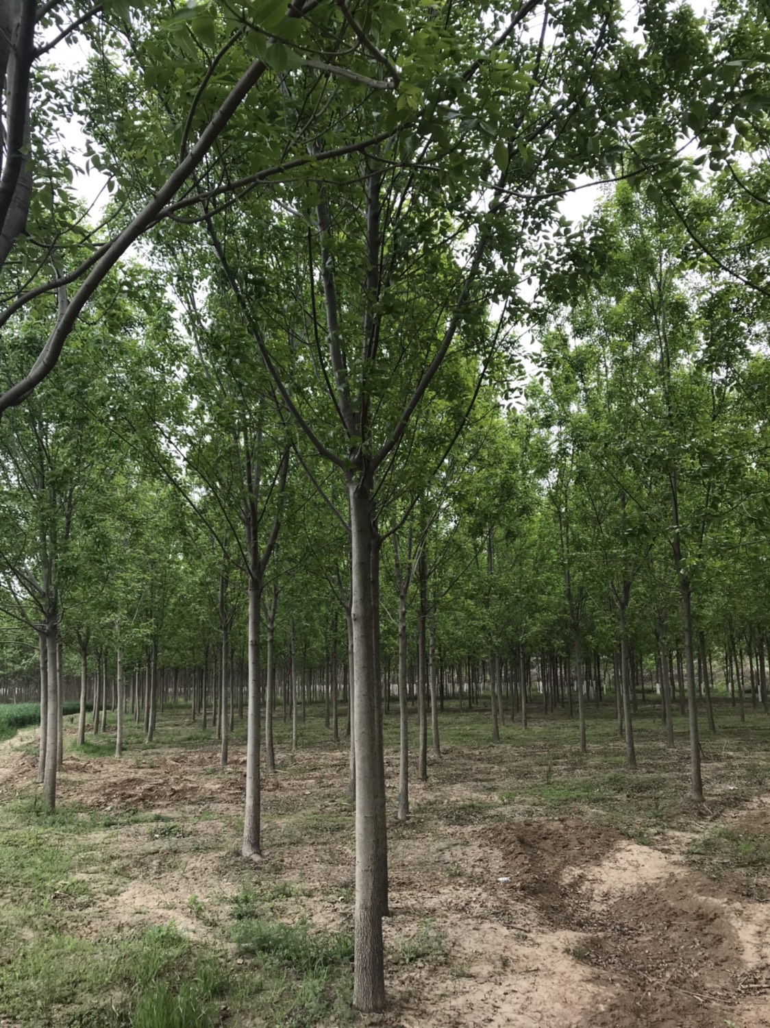 速生白蜡 3.5~5米