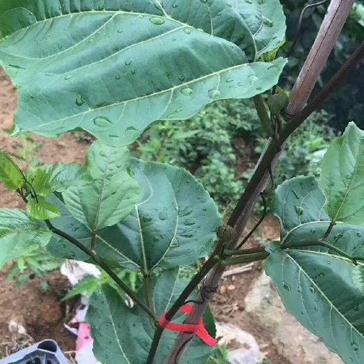 平和县芭乐味百香果苗