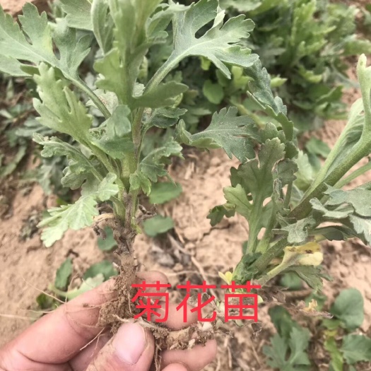 亳州金丝皇菊苗  优质种苗，基地供应，技术指导，回收产品