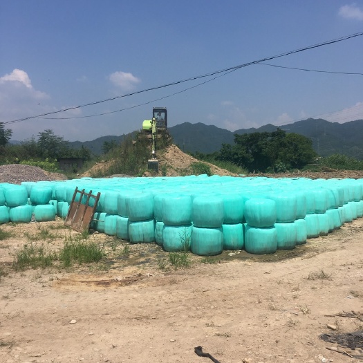 青储草 浙江草料青储玉米秸秆