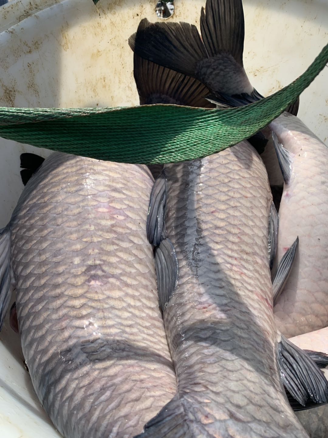 金湖縣烏青魚   江蘇青魚10-20斤、質量好、規格硬、開口猛