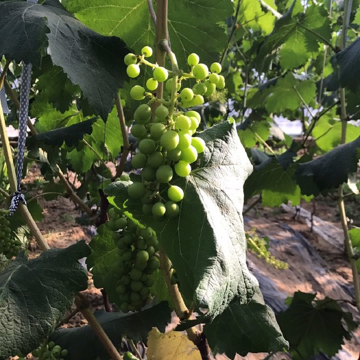 葫芦岛巨峰葡萄 0.8-1斤 5%以下 1次果