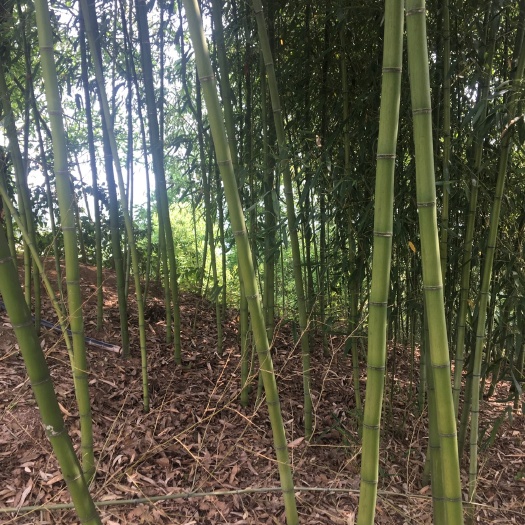 大竹县斑竹