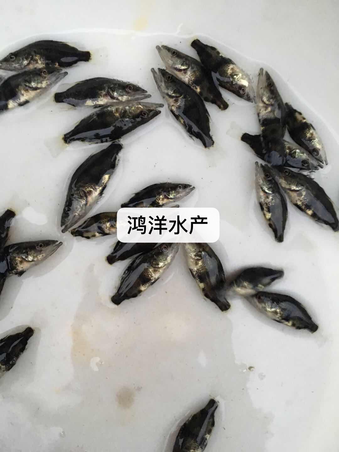 鳜鱼苗桂鱼苗翘嘴鱼桂鱼苗 麦鲮饵料产地直销 包邮发货