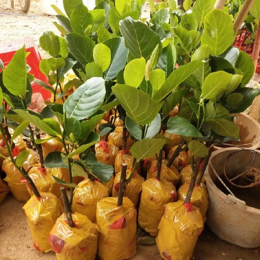 灵山县红肉菠萝蜜苗 正品 基地直销 广西发货