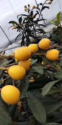 温岭市白沙枇杷 0.7 - 1两
