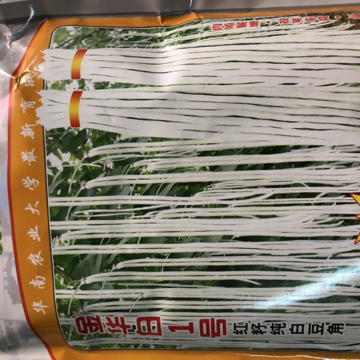 广东华南农大金华白1号红籽纯白豆角种子 65公分无鼠尾不鼓籽