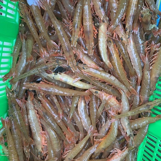 台山市沙虾 人工养殖 5-7钱