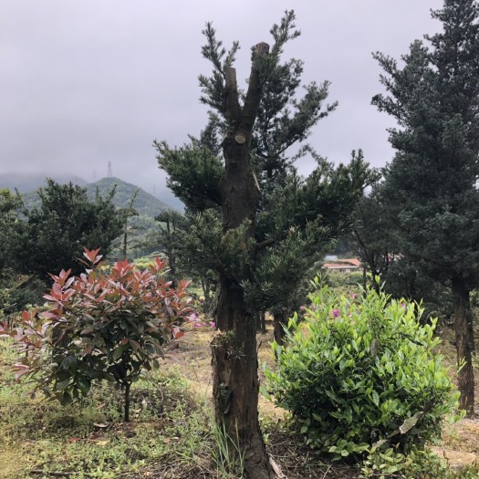 宁波罗汉松