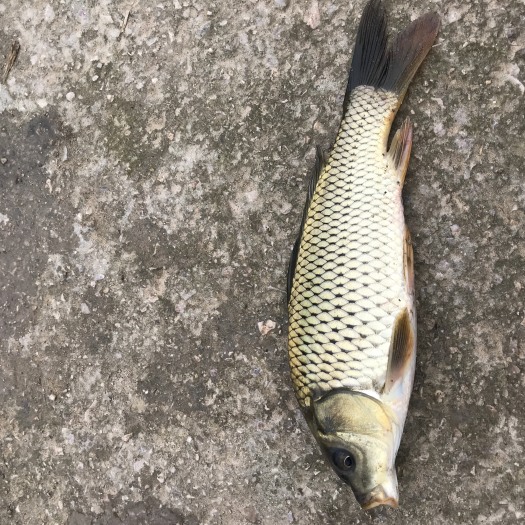 黄平县鲤鱼苗