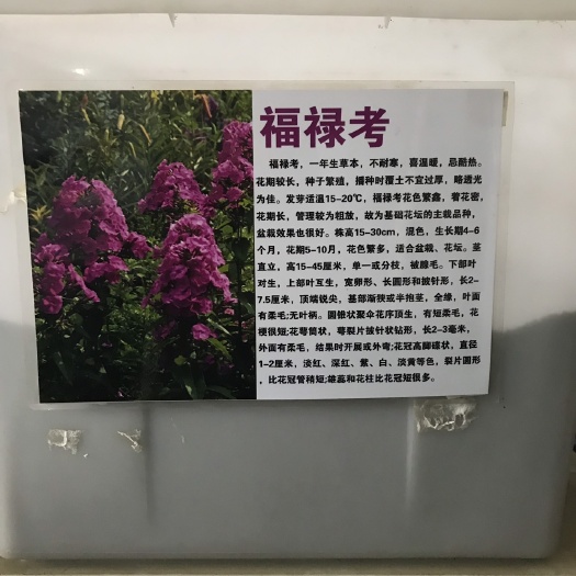 沭阳县福禄考种子