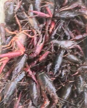 潜江市潜江小龙虾 4.2到6.2中红15