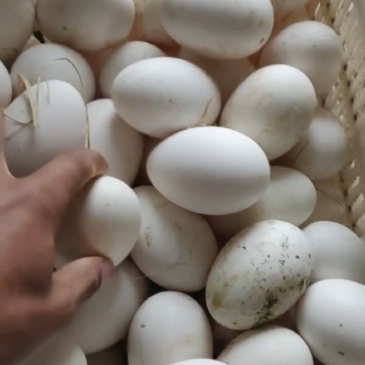 淮安鲜鹅蛋 箱装 食用