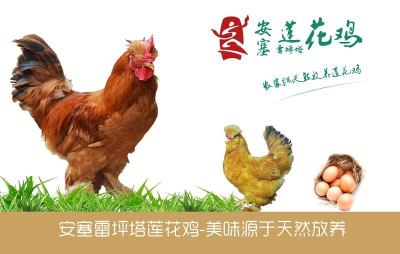 延安土鸡 3-4斤 公