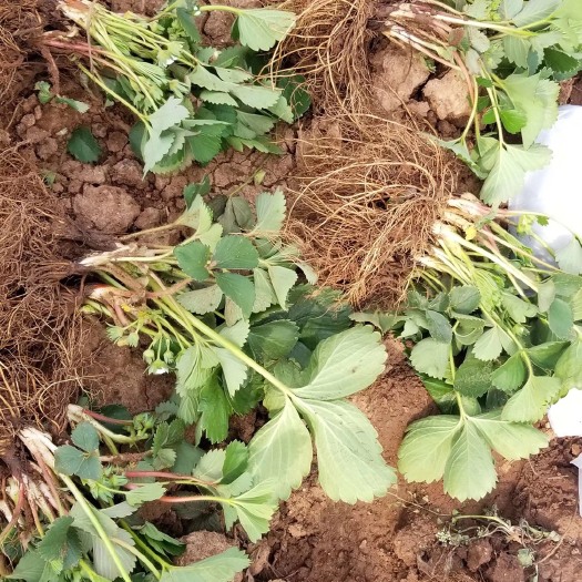 泰安蒙特瑞草莓苗 10~20公分 地栽苗