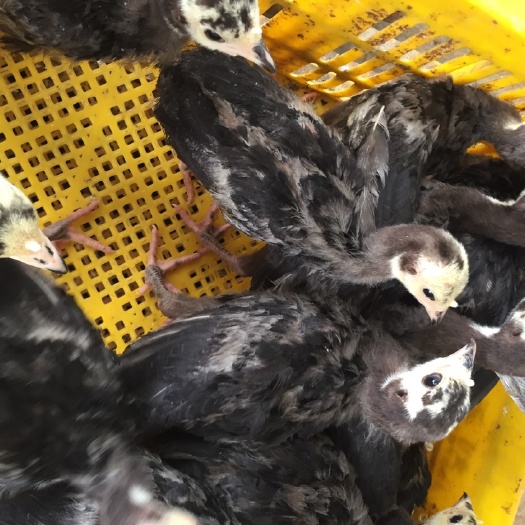 南宁火鸡苗 脱温包疫苗包运输死包赔