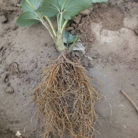 泰安蒙特瑞草莓苗 20~30公分 地栽苗