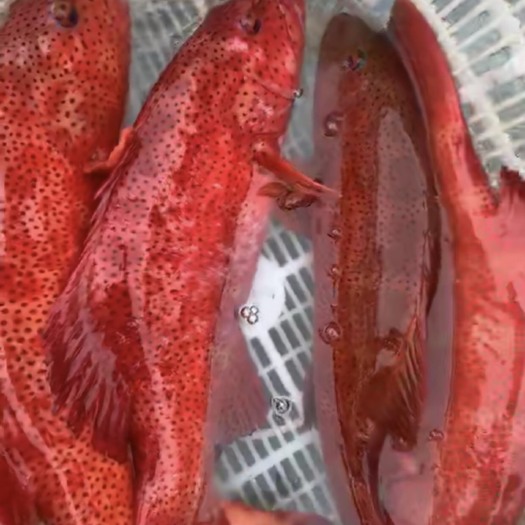 珠海红石斑鱼  1-1.5公斤