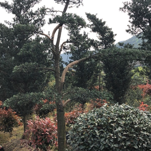 宁波雀舌罗汉松