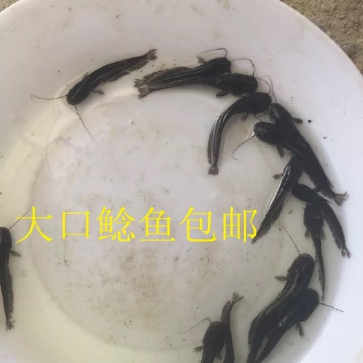 鲶鱼苗 统货