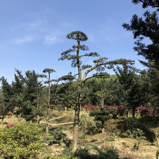 宁波罗汉松