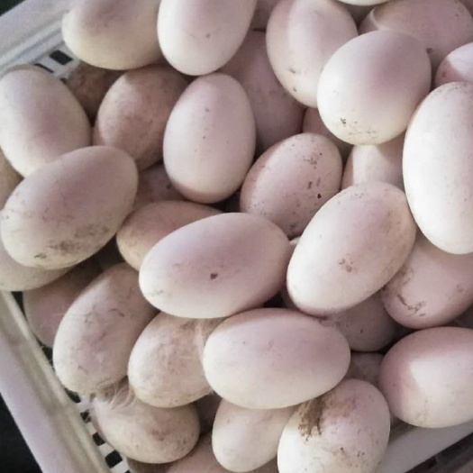 上蔡县鲜鹅蛋 食用 箱装