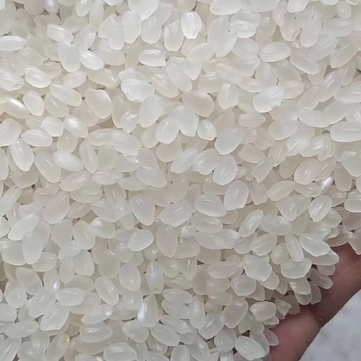 唐山珍珠米 一季稻 一等品 粳米 