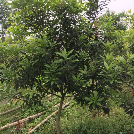 靖州县荸荠杨梅种苗