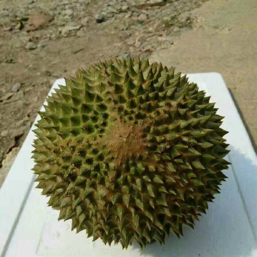 新沂市猫山王榴莲 4 - 5公斤